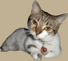 Galleria Animal Clinic, LLC .